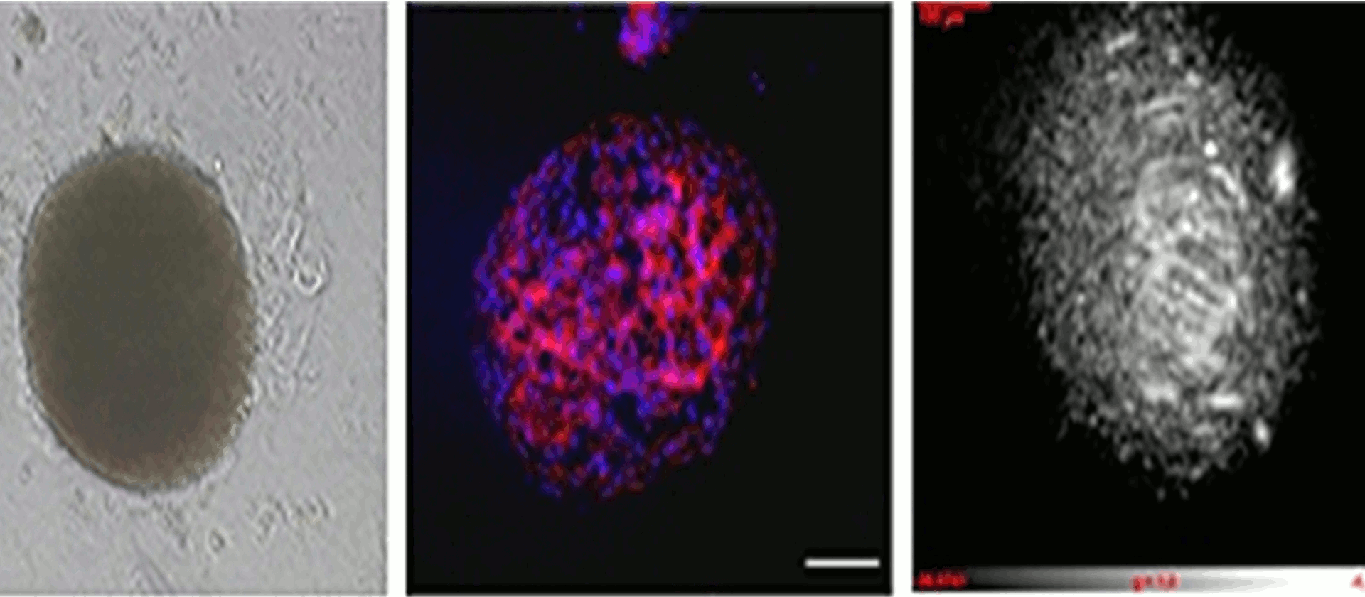 Characterization of 3D stem cell organoids